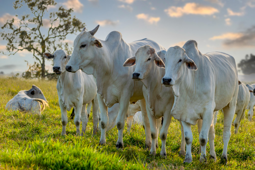 Descubra os processos da pecuária e saiba como o gado no Mato Grosso é sucesso no Brasil e no exterior. Leia mais.