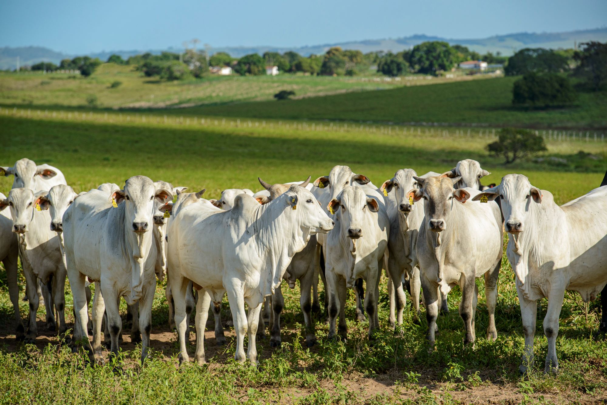 Brazil Taps Tokenized Livestock to Secure Rural Credit