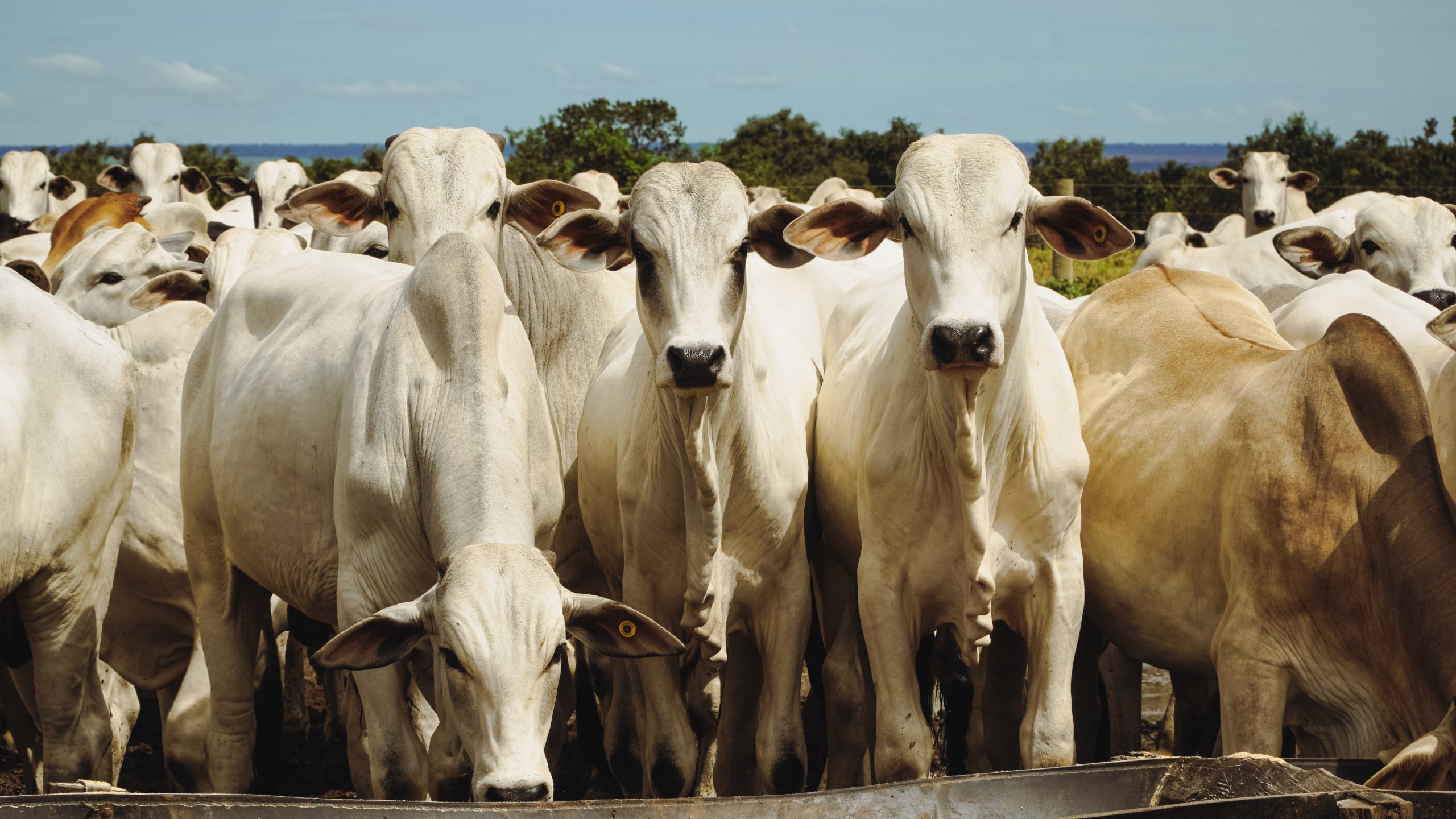 In addition to premium cuts, MT livestock profits from the sale of bovine penis in the Asian market – Imac
